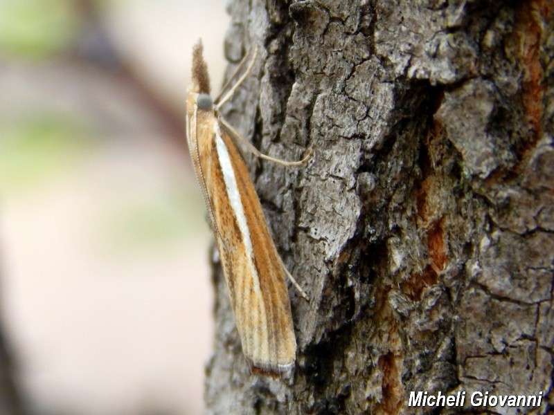 Agriphila tristella? S